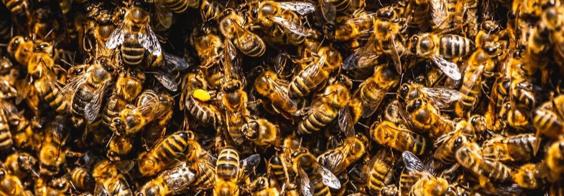 bees swarming